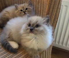 Du gražūs namuose auginami Ragdoll kačiukai