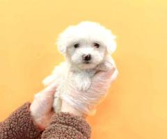 KC heeft Pure Maltese Toy-puppy's te koop geregistreerd